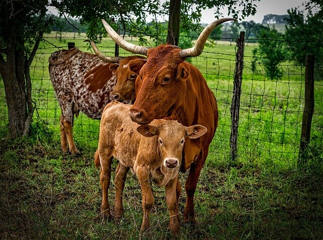 Three longhorn bulls Three longhorn bulls