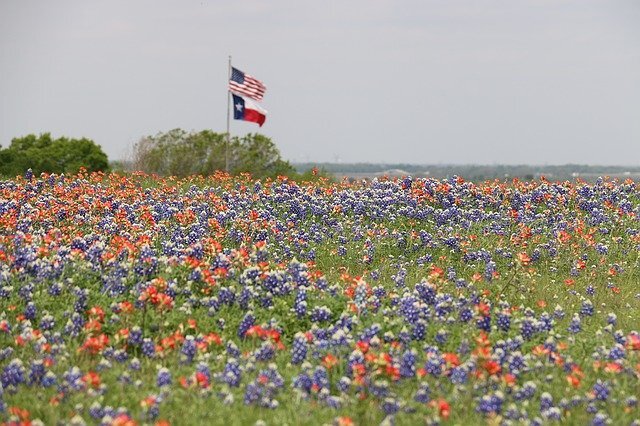 US and Texas flag in a flower field US and Texas flag in a flower field