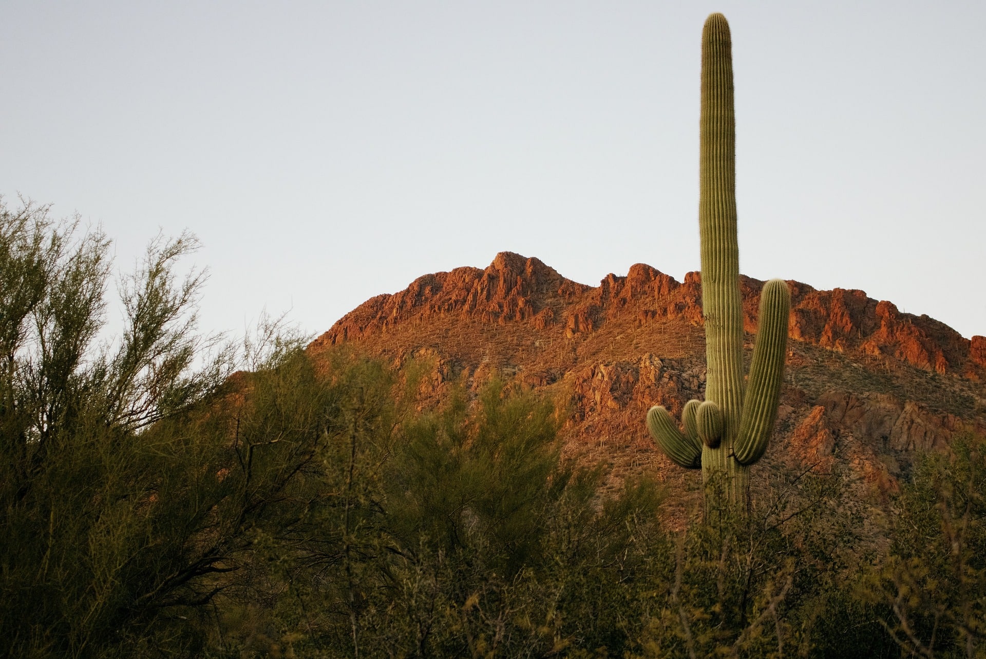 Saguaro Park Saguaro Park