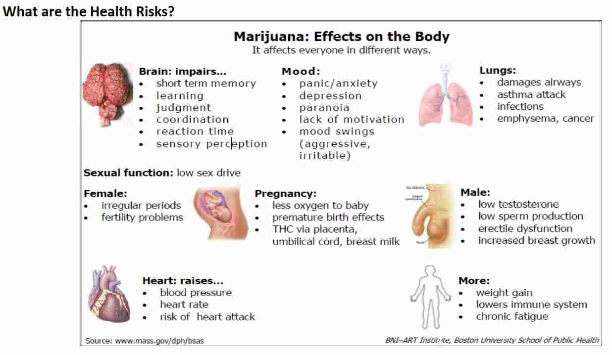 cannabis effects body