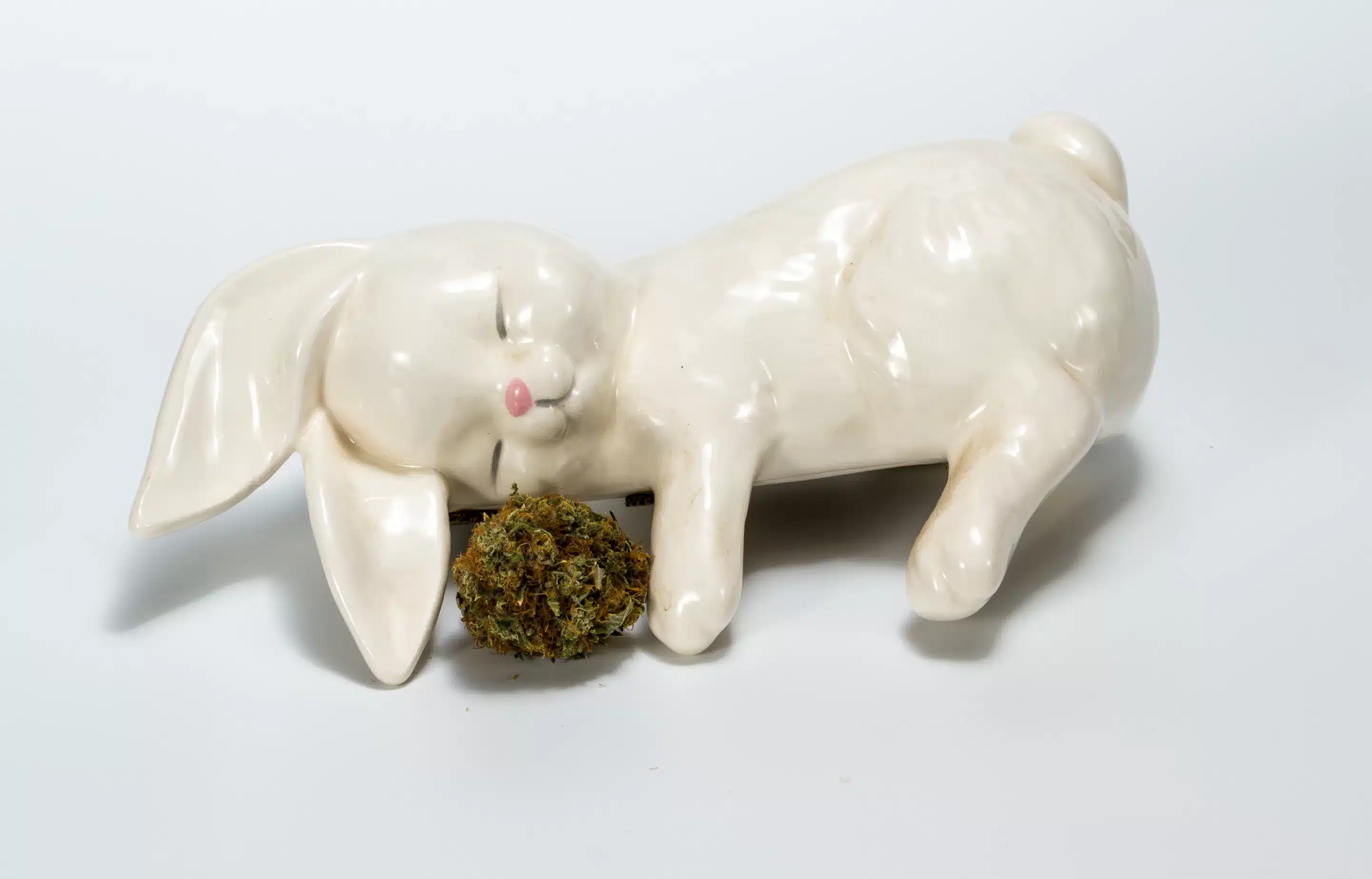 concept for easter with a sleeping bunny and a cannabis bud over a white background